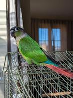 Baby pyrrhura's tam 10 weken oud, Plusieurs animaux, Perroquet, Domestique