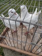 Sierduiven King's, Dieren en Toebehoren, Vogels | Duiven, Meerdere dieren, Overige soorten