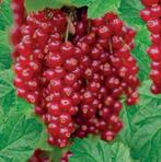 rode zeebes, jenerverbes, Ophalen, Vaste plant, Halfschaduw, Fruitplanten