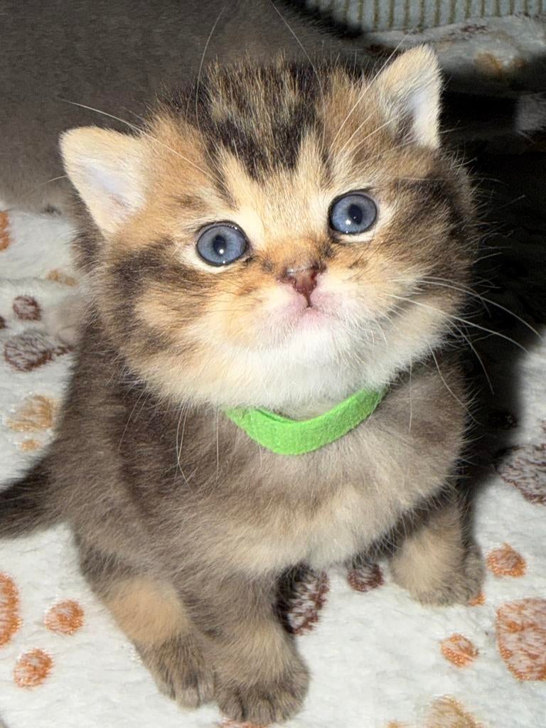 Brits korthaar kittens, Dieren en Toebehoren, Katten en Kittens | Raskatten | Korthaar, Kater, Gechipt, 0 tot 2 jaar