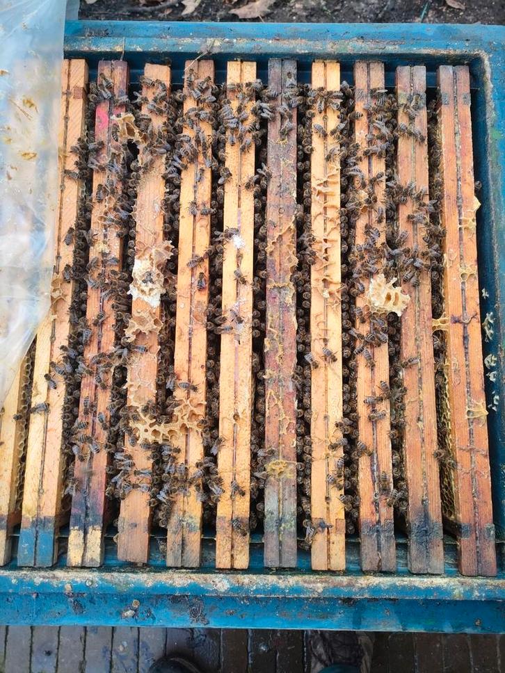 bijenvolken, Hobby en Vrije tijd, Overige Hobby en Vrije tijd, Nieuw, Ophalen