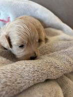 Maltipoo pups, Autres races, 8 à 15 semaines, Plusieurs, Éleveur | Loisir