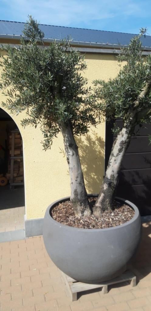 fiberstone planten potten voor binnen en buiten, Tuin en Terras, Ophalen