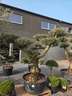 Olijfboom Olea Europaea ponpon - op voorraad, Enlèvement, Olivier