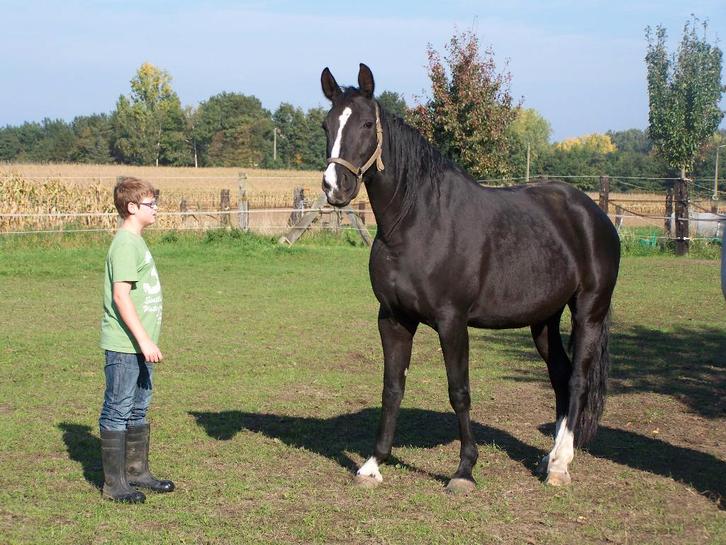Mooie zwarte fokmerrie, Dieren en Toebehoren, Paarden en Pony's | Dekhengsten en Fokmerries, Merrie