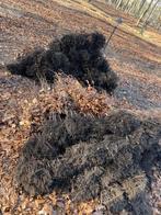 Rode beuk, Tuin en Terras, Ophalen, Haagbeuk, Haag, Minder dan 100 cm