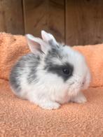 7 nederlands hangoordwerg konijntjes, Dieren en Toebehoren, Meerdere dieren, Dwerg, Hangoor