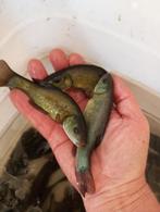 Zeeltjes dokter van de vijver 10/15 cm, Dieren en Toebehoren, Vissen | Vijvervissen