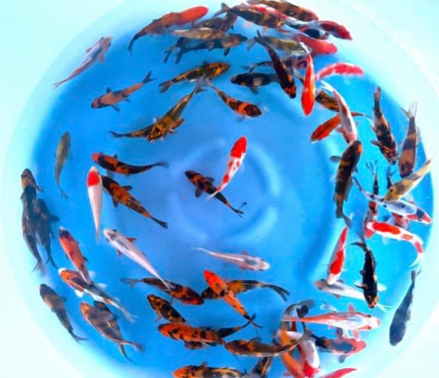 Japanse Tosai van Maruyo 11-13cm, Dieren en Toebehoren, Vissen | Vijvervissen, Karper of Koi