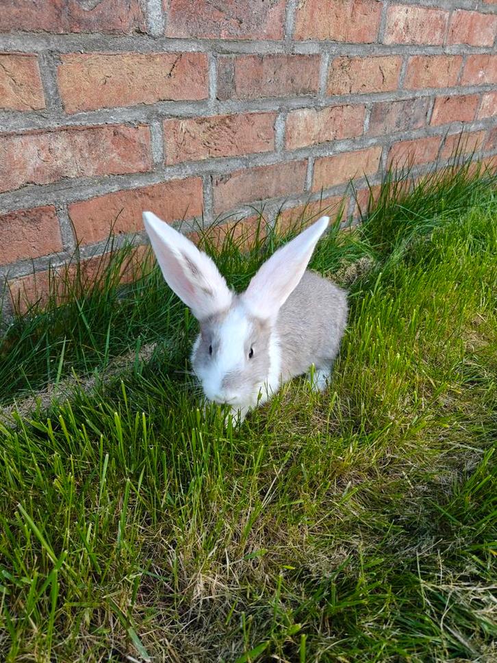 Duitse reus konijnen rammen en voedster, Dieren en Toebehoren, Konijnen, Groot, Meerdere dieren