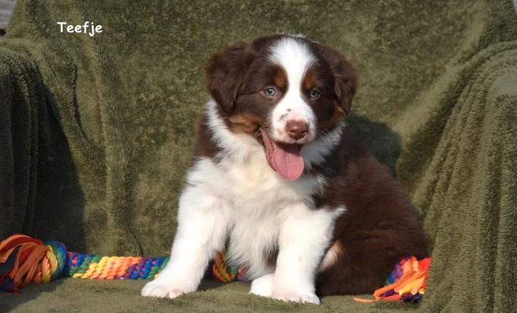 Prachtig Chocolat tricolor Border Collie teefje, Dieren en Toebehoren, Honden | Herdershonden en Veedrijvers, Teef, Collie, Fokker | Professioneel