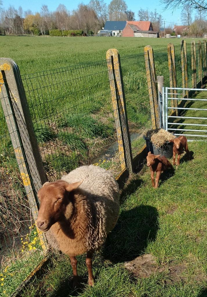Ooi met twee lammetjes met moeder probleem, Animaux & Accessoires, Moutons, Chèvres & Cochons
