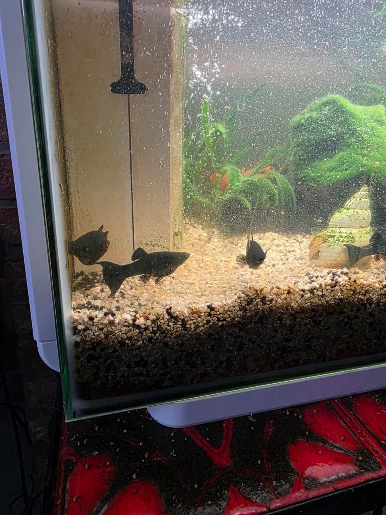 Zwarte tropische visjes, Dieren en Toebehoren