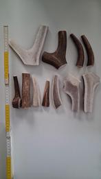 Hondensnacks hertengewei 11 stuks, Enlèvement ou Envoi