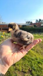 Mechelse Koekoek kuikens, Dieren en Toebehoren, Pluimvee, Geslacht onbekend, Kip