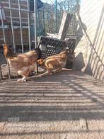 Brahma Colombia hennen 10 mnd oud, Dieren en Toebehoren, Pluimvee, Vrouwelijk, Kip