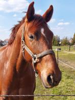 dressuurpaard te koop, Cheval de dressage, 11 ans ou plus, Hongre, Avec pedigree