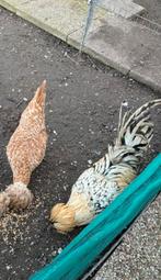 Padua koppel hen en haan kip, Kip