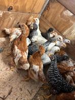 Kuikens te koop, Dieren en Toebehoren, Vrouwelijk, Kip