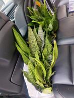 Sansevieria, Enlèvement