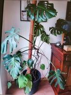 Kamerplant, Enlèvement