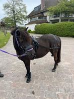 Lieve a-pony, Dieren en Toebehoren, Merrie, A pony (tot 1.17m), Gechipt, 7 tot 10 jaar