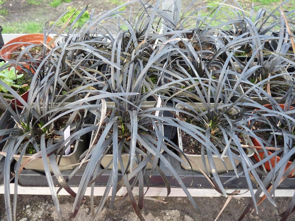 opiopogon : zwart gras, Ophalen, Bodembedekkers, Volle zon, Vaste plant