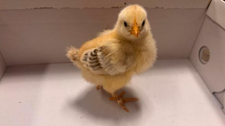 Broedeieren te koop, Animaux & Accessoires, Volatiles