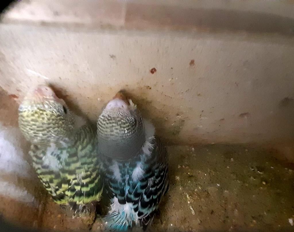 parkieten, Dieren en Toebehoren, Meerdere dieren, Parkiet