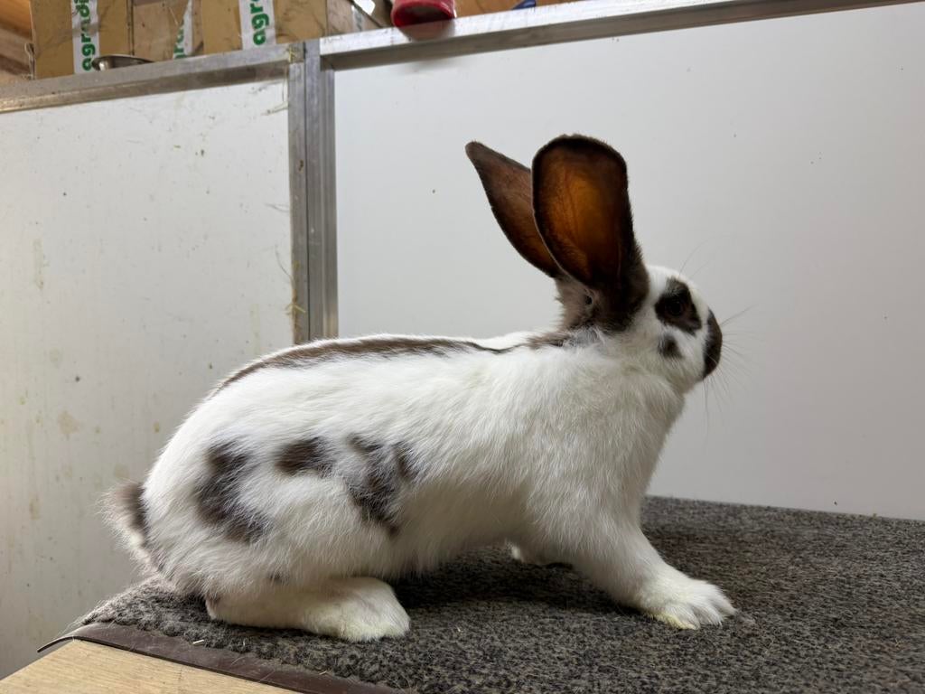 Reuzevlinder ram havanna bruin, Dieren en Toebehoren, Konijnen