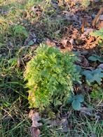 Plants de grande camomille, Ophalen