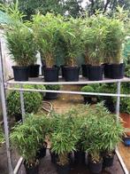 Fargesia rufa vanaf €8 !! Niet woekerende bamboes !, Tuin en Terras, Ophalen