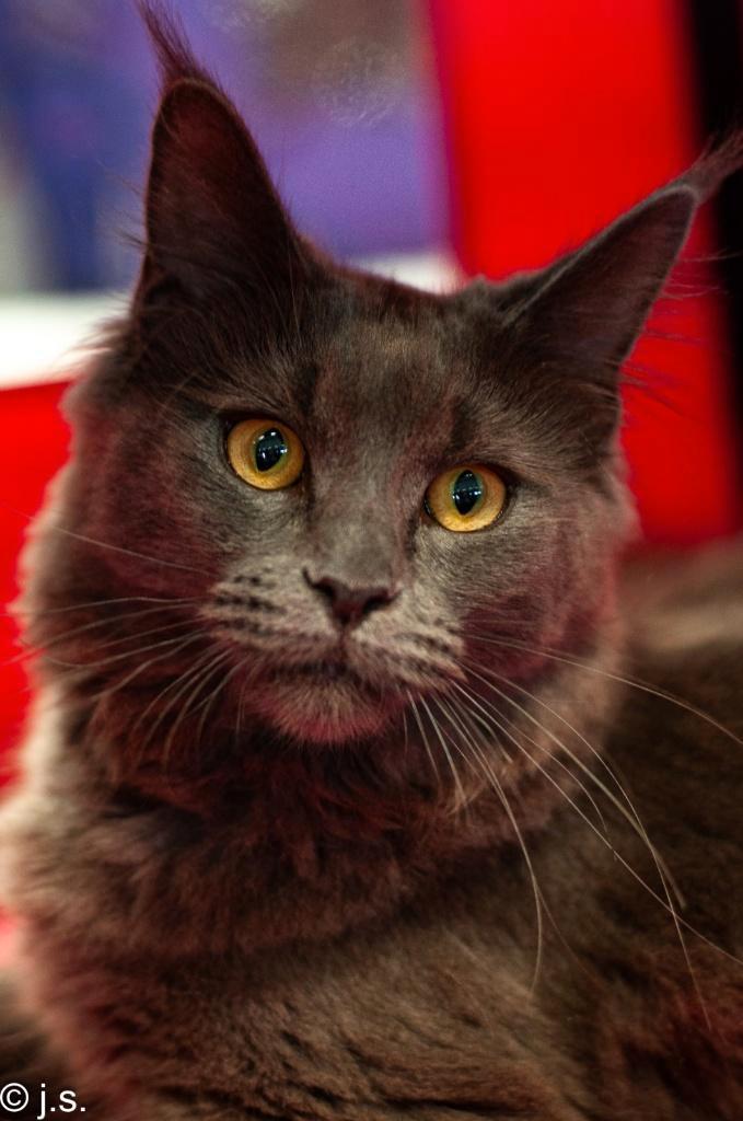 Prachtige maine coon zoekt een gouden mandje.., Dieren en Toebehoren, Katten en Kittens | Raskatten | Langhaar, Poes, 0 tot 2 jaar