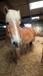 Haflingermerrie te koop, Merrie