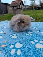 Minilop rammetje, Klein