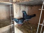 worden duiven verkocht van het Servische hoogvliegende ras,, Dieren en Toebehoren, Vogels | Duiven