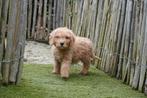 Prachtige medium Labradoodle pups, met stamboom, Parvo, België, Overige rassen, 8 tot 15 weken