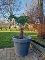 Palmboom in grote pot, Tuin en Terras, Ophalen, Palmboom