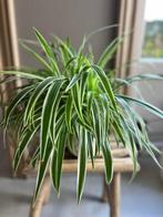 Graslelie, Huis en Inrichting, Kamerplanten, Groene kamerplant, Ophalen