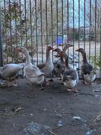 Ganzen te koop, Dieren en Toebehoren, Pluimvee