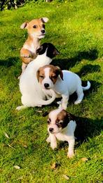 Jack Russel pups kortpotige, Dieren en Toebehoren, België, Fokker | Hobbymatig, HCC (leverziekte), Jack Russell Terriër