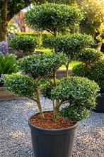 Ilex Green Crenata Bonsai - Op voorraad, Enlèvement