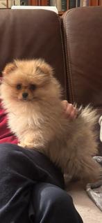 Dwergspits, Parvo, België, Particulier, Keeshond