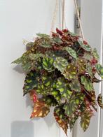 Stekjes tijgerbegonia/wimperbegonia, goed geworteld, 1 euro, Ophalen, Overige soorten, Halfschaduw, Minder dan 100 cm