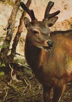 DAMHERT, Verzamelen, Postkaarten | Dieren, Verzenden, Ongelopen, Wild dier