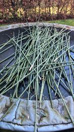 Bamboestokken - gratis, Ophalen