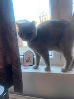 Britse korthaar kittens, Meerdere dieren, Ontwormd, 0 tot 2 jaar