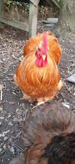 Gratis cochin kriel haan, Dieren en Toebehoren, Pluimvee