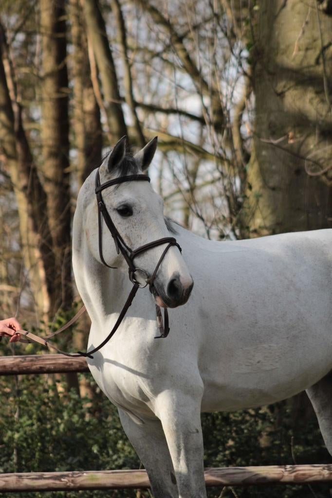 Fokmerrie Clarimo x Tangelo vd Z gedekt van Ecclestone Z, 11 ans ou plus, M, 165 à 170 cm, Cheval de saut