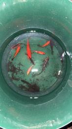 Gratis goudvissen, Poisson(s) rouge(s)